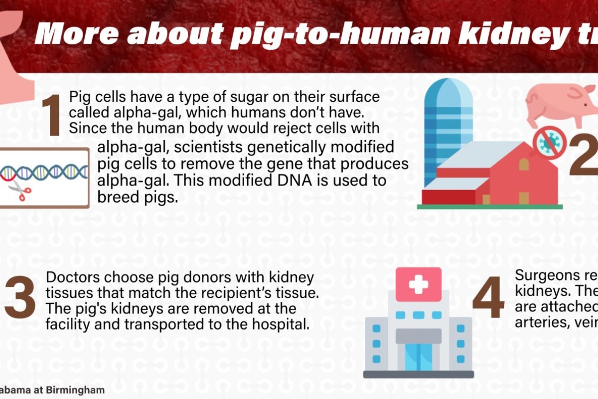 Extraordinary milestone' as monkey with pig's kidney lives for two years, Science & Tech News