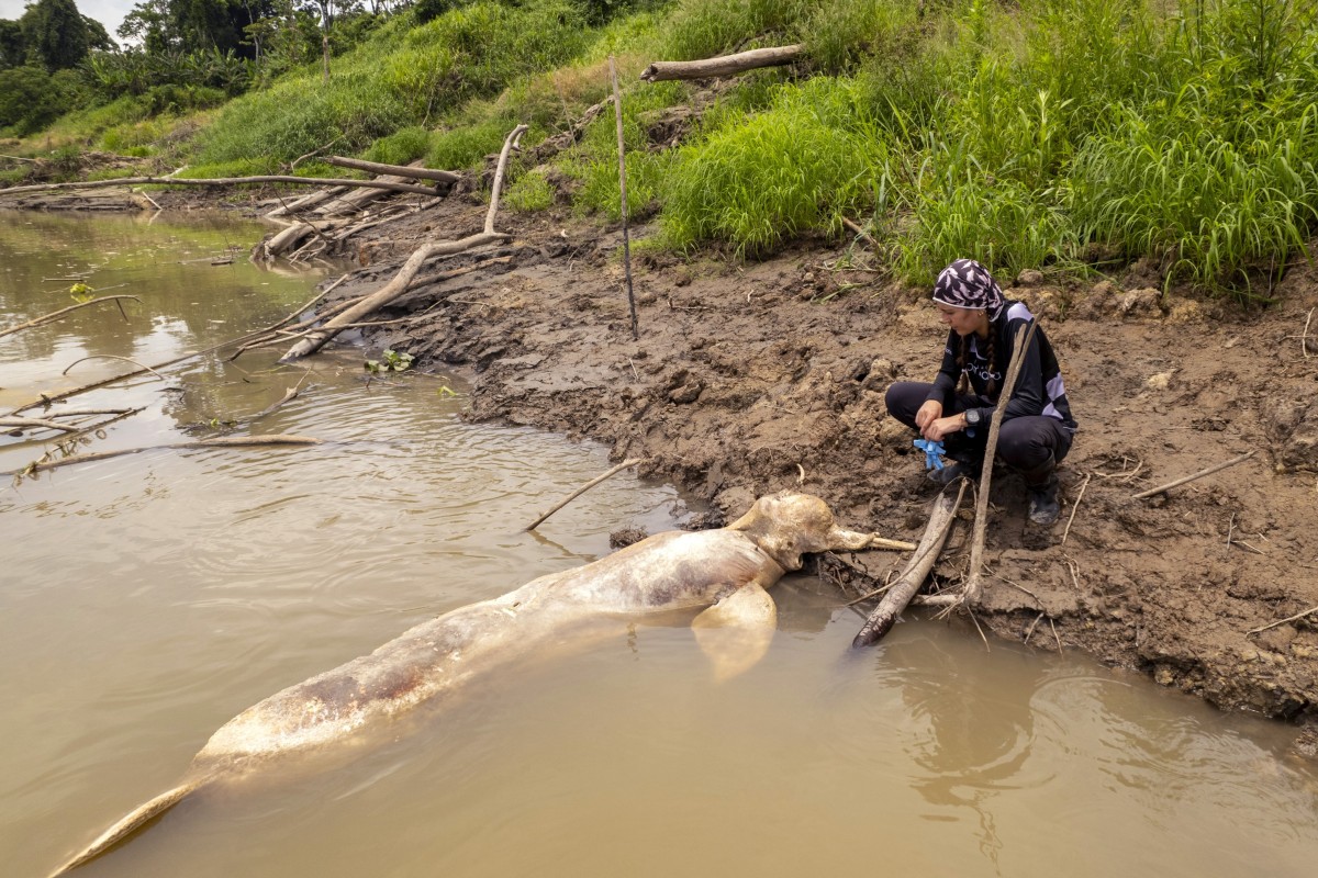 Nine countries from Asia and South America have signed a declaration to prevent the extinction of river dolphins. Photo: EPA-EFE
