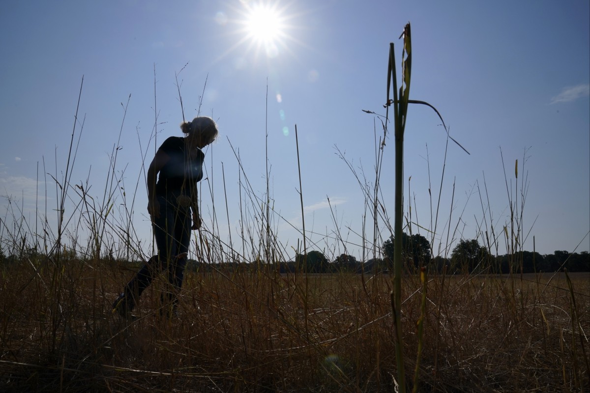 Heat Projected To Kill Nearly Five Times More People By 2050 As Experts   76866bb6 C1dc 45be A141 F855fc63398e 55a0475b 