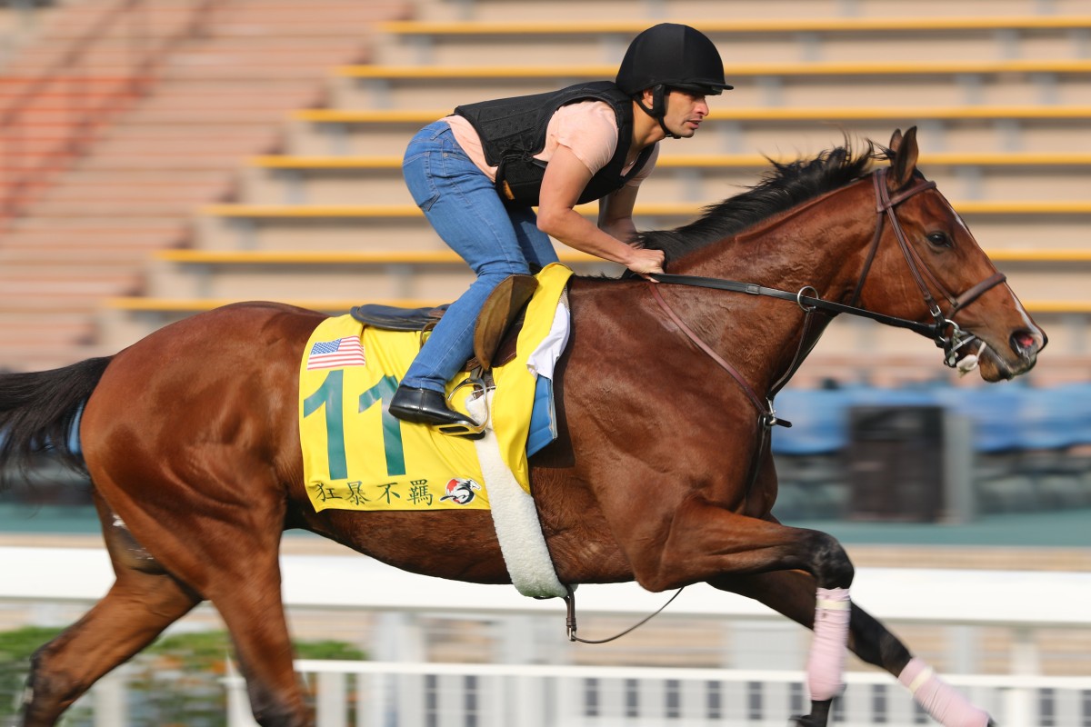 American sprinter Stormy Liberal gallops at Sha Tin ahead of the 2017 Group One Hong Kong Sprint (1,200m). Photo: Kenneth Chan