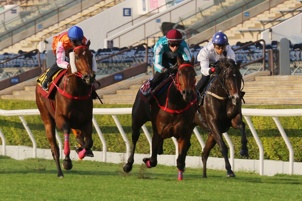 Golden Sixty (right) and Romantic Warrior (centre) prepare for HKIR in a 1,600m turf trial at Sha Tin on Tuesday morning. Photo: Kenneth Chan
