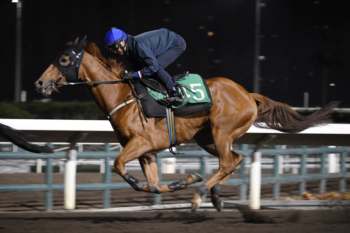 Zac Purton gallops Flying Ace on the Sha Tin dirt on Thursday. Photo: Kenneth Chan