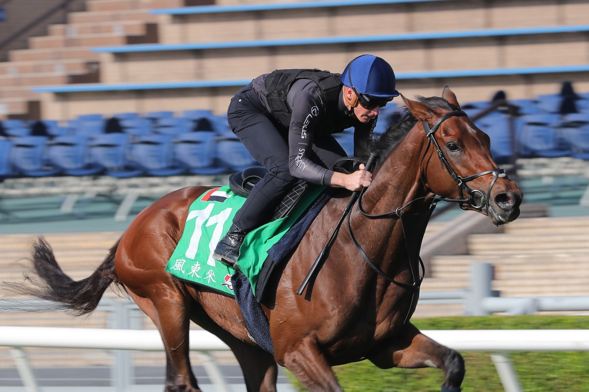 West Wind Blows gallops on the Sha Tin turf under James McDonald ahead of his Hong Kong Vase tilt. Photo: Kenneth Chan