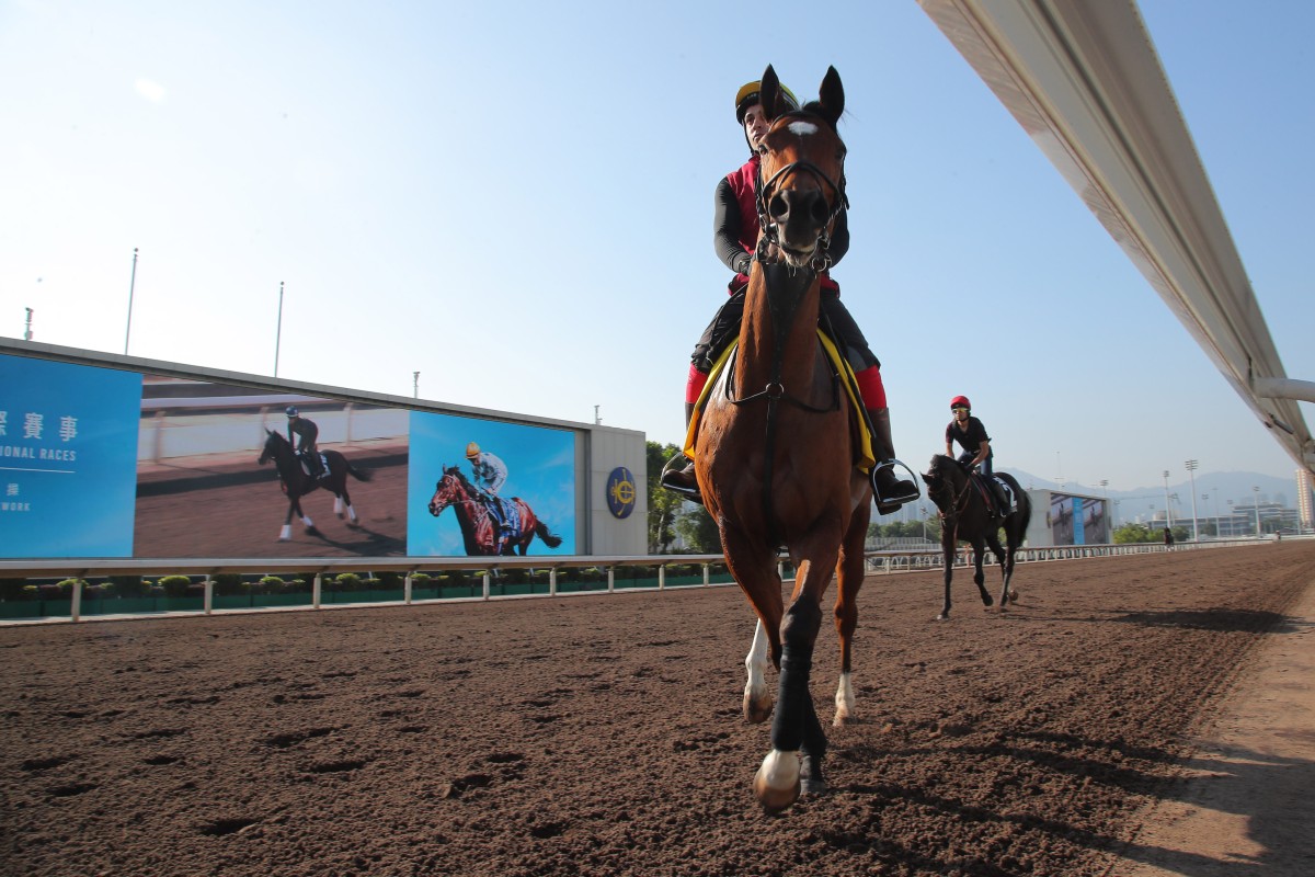 Princess Racing Show TV boss channels racing passion into Hong Kong Sprint runner Highfield ...