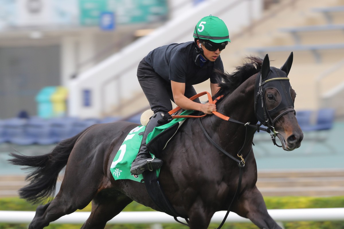 Japanese stayer Shahryar gallops at Sha Tin on Wednesday. Photo: Kenneth Chan