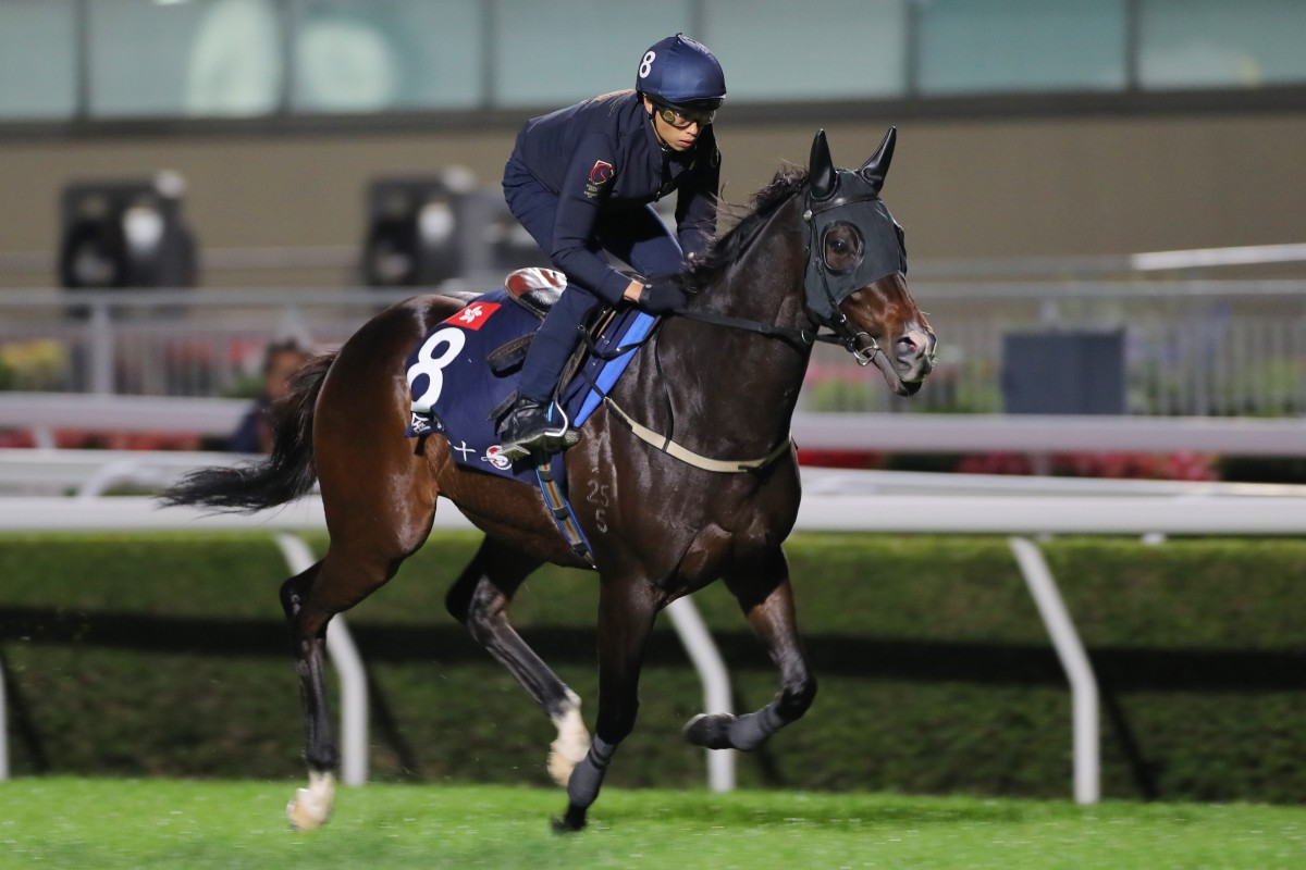 Golden Sixty works under Vincent Ho at Sha Tin this week. Photo: Kenneth Chan