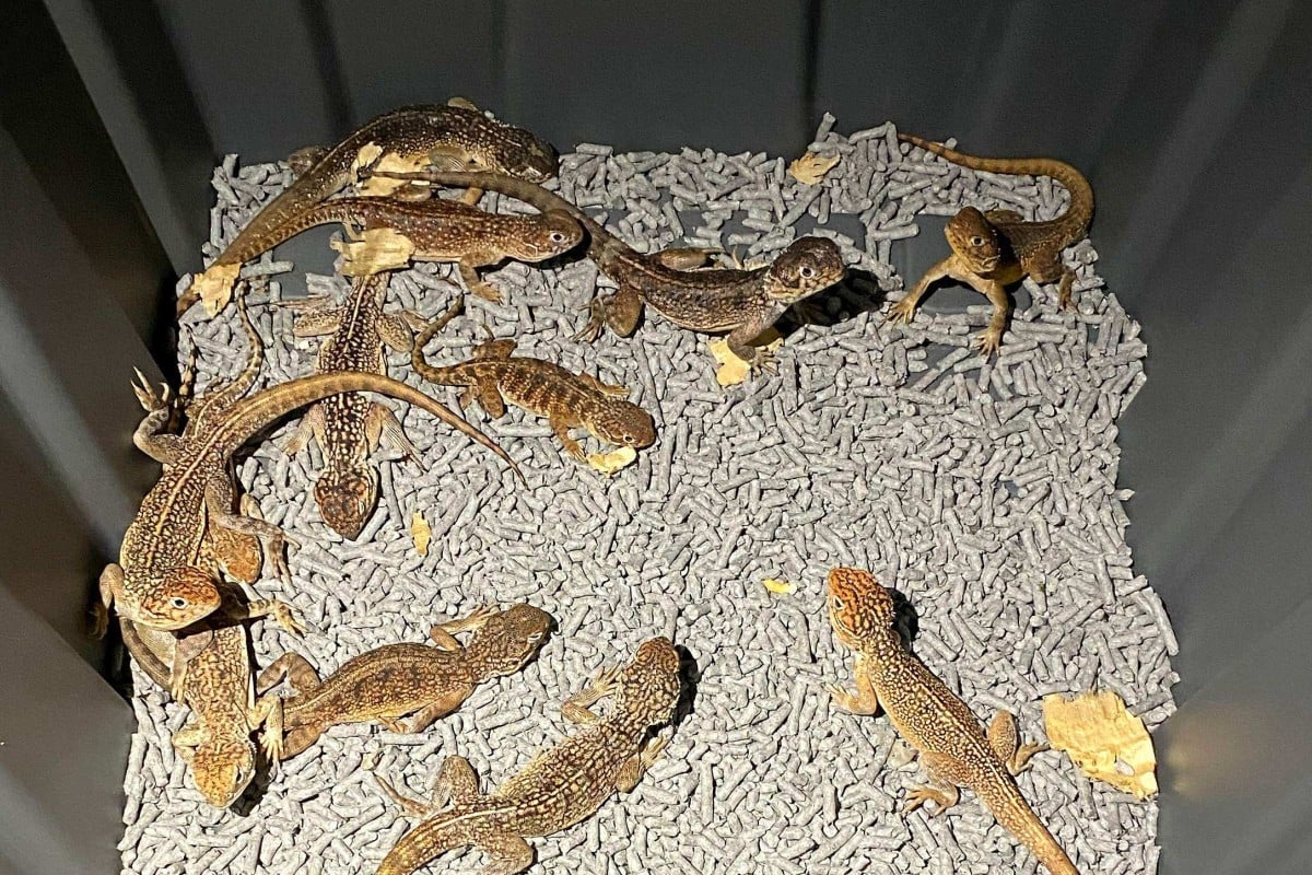 This picture released by the New South Wales police shows a box of reptiles confiscated by the police in Sydney. Photo: AFP