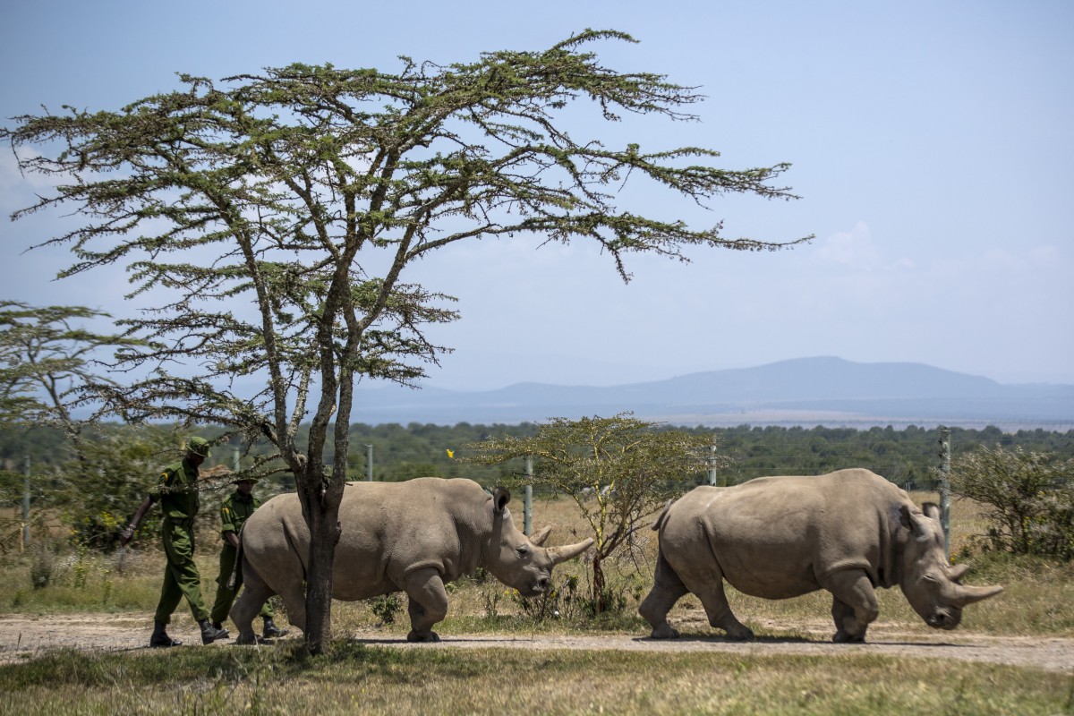 все эмбрионы изначально женского пола