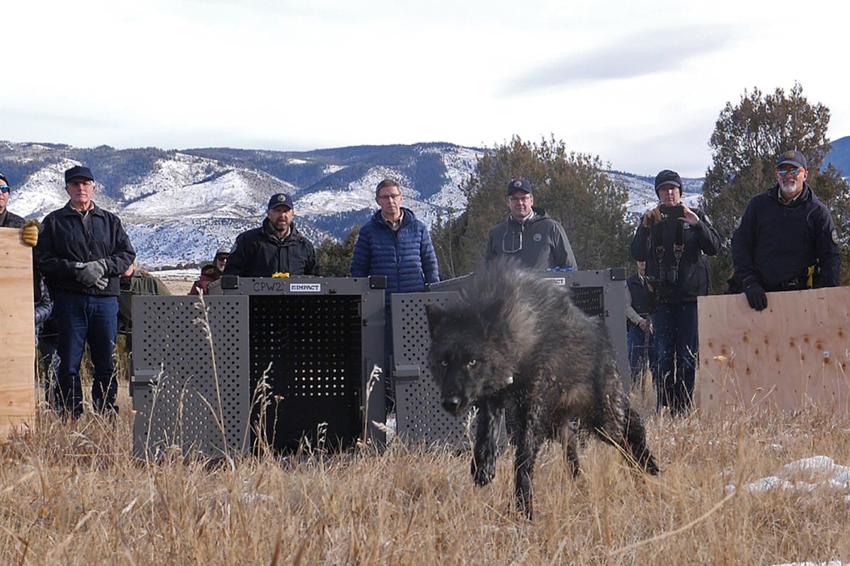 Keeping up with Colorado’s wolves: state parks and wildlife agency