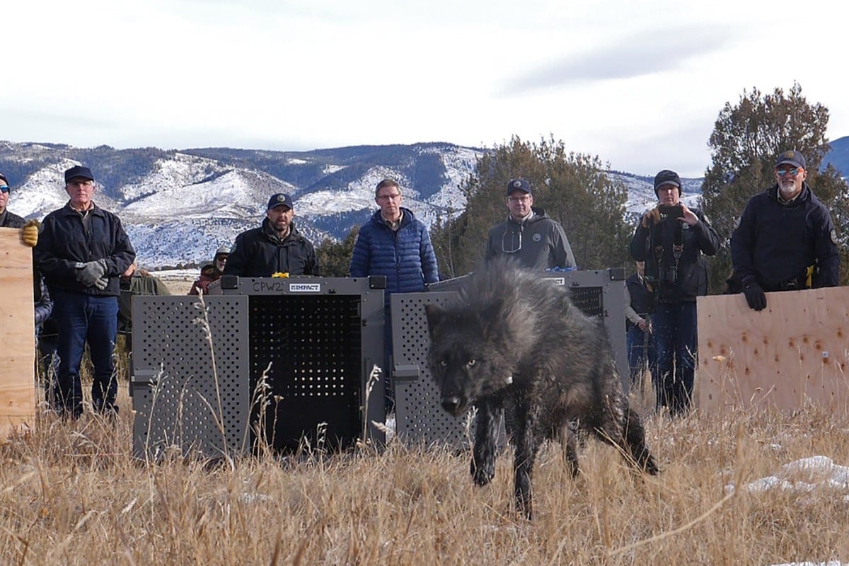 94t Wolves Keeping up with Colorado’s wolves: state parks and wildlife agency ...