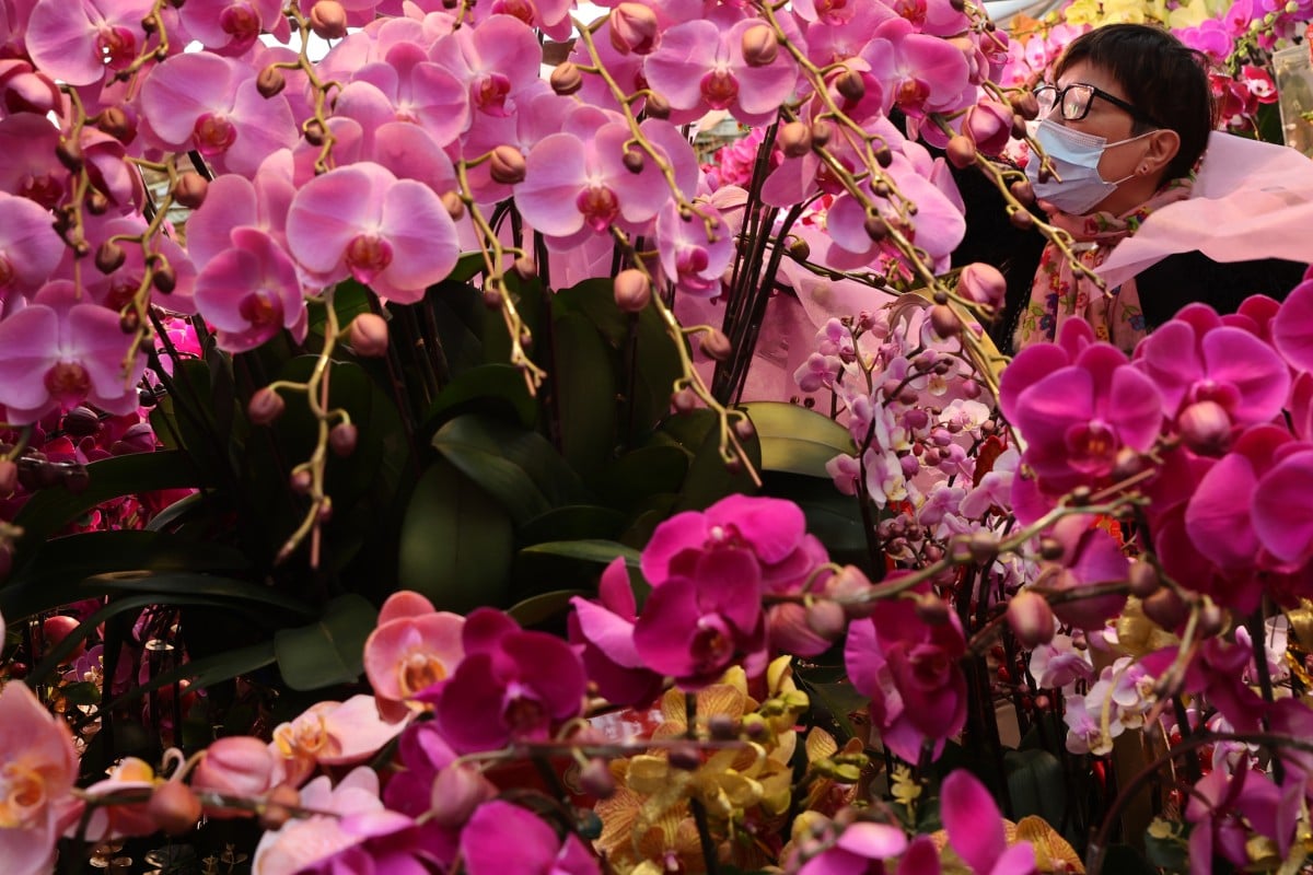 A cold spell threatens gloom for flower farmers’ sales this Lunar New Year. Photo: Edmond So