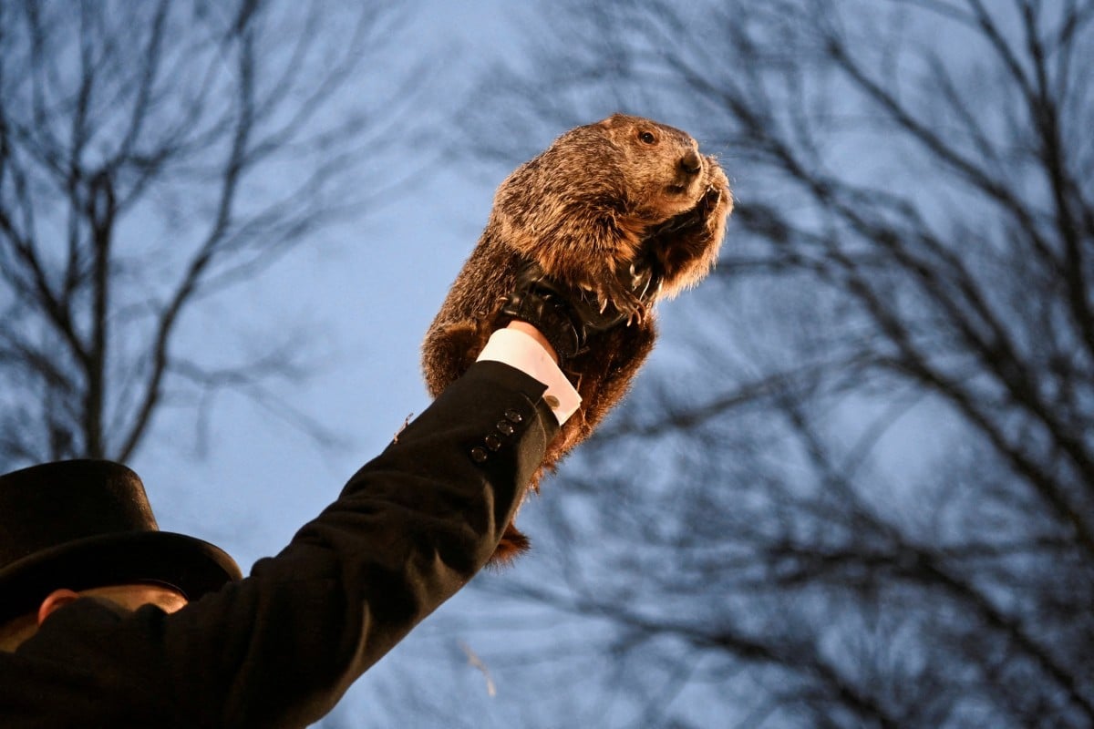 Punxsutawney Phil has not seen his shadow, so he predicts spring will come soon. Photo: Reuters
