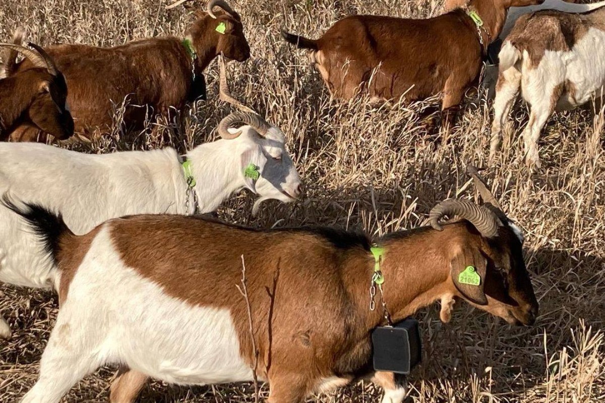 5-minute listening: Goats are the new sustainable firefighters, grazing ...