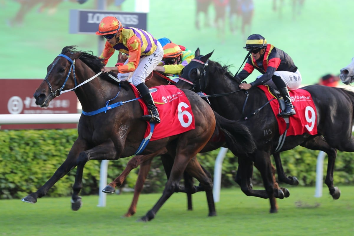 Straight Arron is bound for the Dubai World Cup meeting next month. Photos: Kenneth Chan