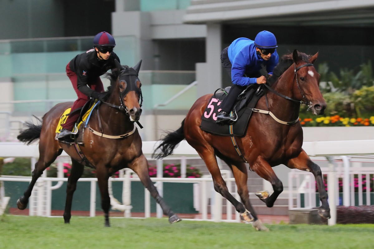 Star Mac (right) gallops on the turf at Sha Tin ahead of the Hong Kong Derby. Photos: Kenneth Chan