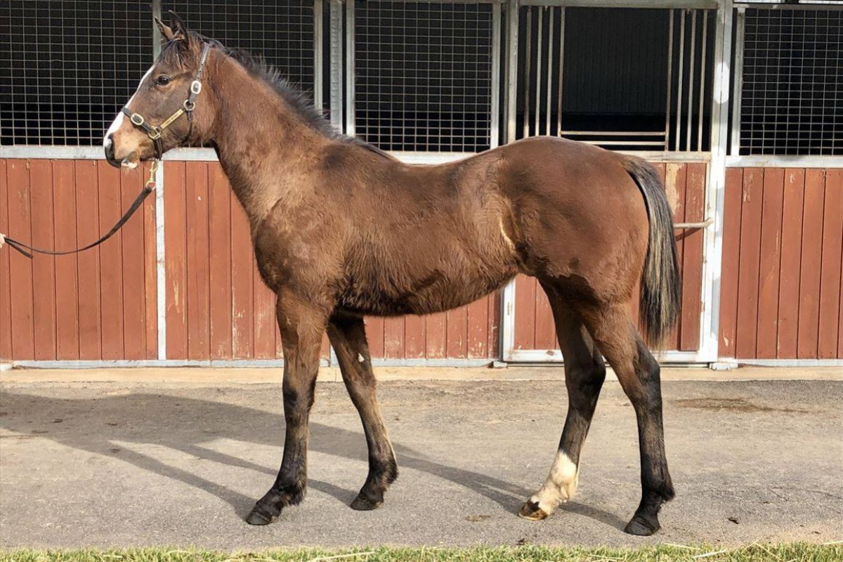 Helios Express as a yearling. Photo: Inglis