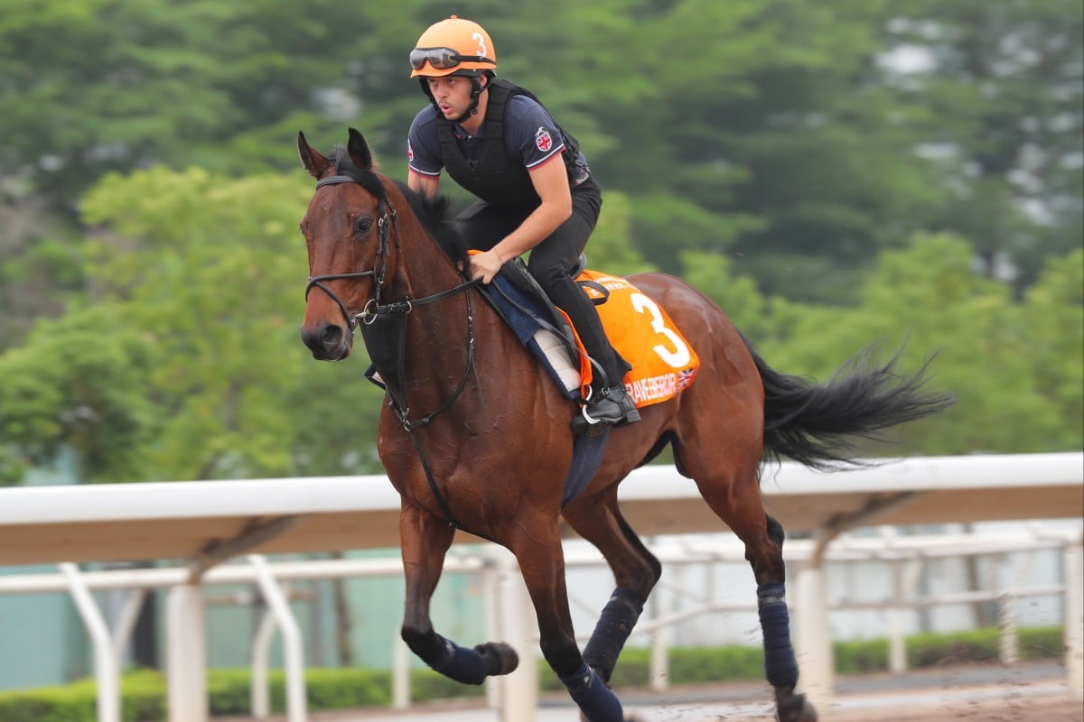 Brave Emperor gallops on the all-weather track at Sha Tin on Wednesday morning. Photo: Kenneth Chan
