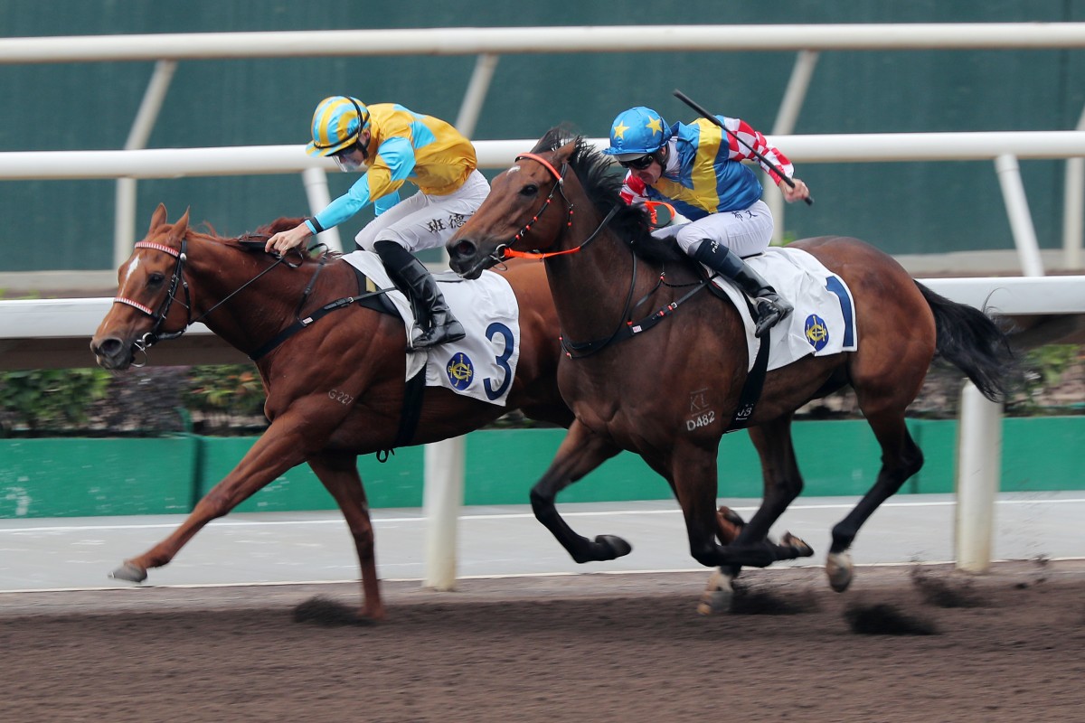 Mr Ascendency (inside) wins narrowly on the dirt at Sha Tin under Harry Bentley. Photos: Kenneth Chan