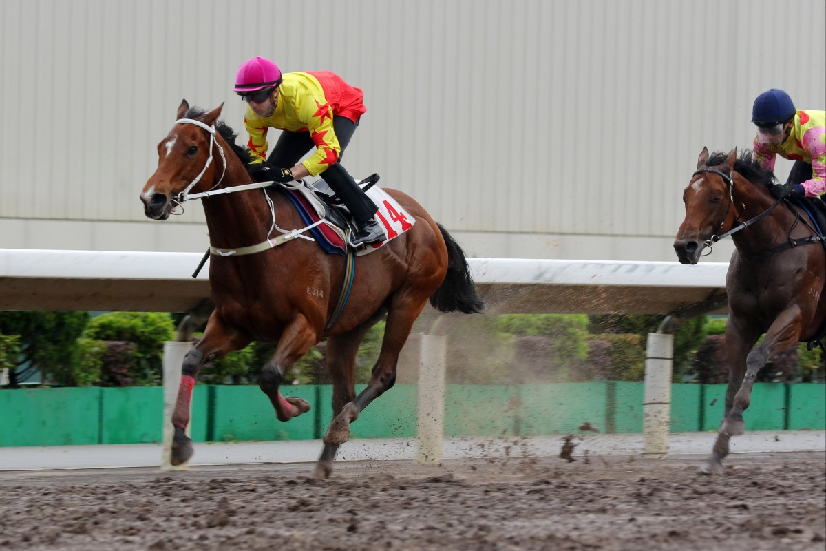 California Spangle coasts to victory in his 1,200m dirt trial on Tuesday morning. Photos: Kenneth Chan