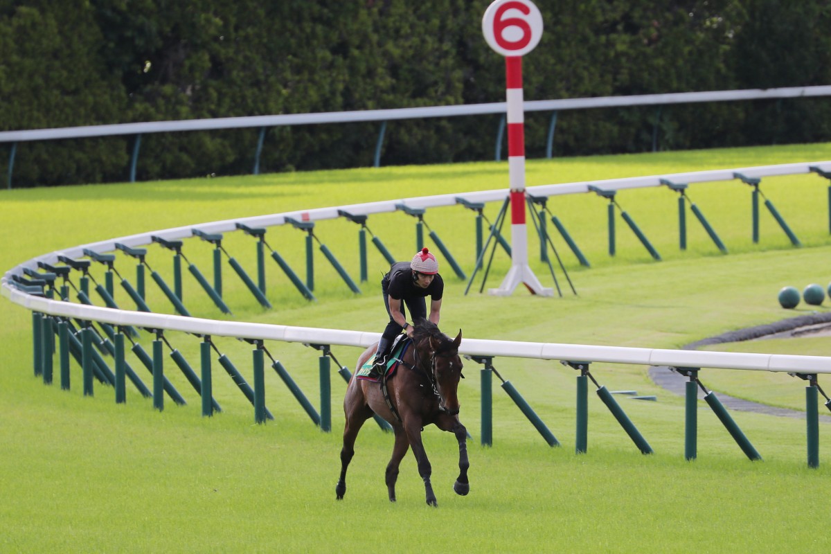 Voyage Bubble gallops on the Tokyo turf on Thursday morning. Photos: Kenneth Chan