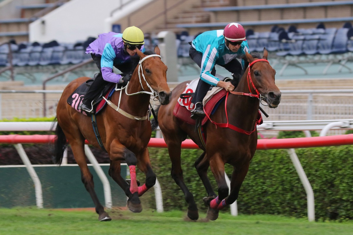 Stunning Peach (left) finishes second to Romantic Warrior in a Sha Tin trial in April. Photos: Kenneth Chan