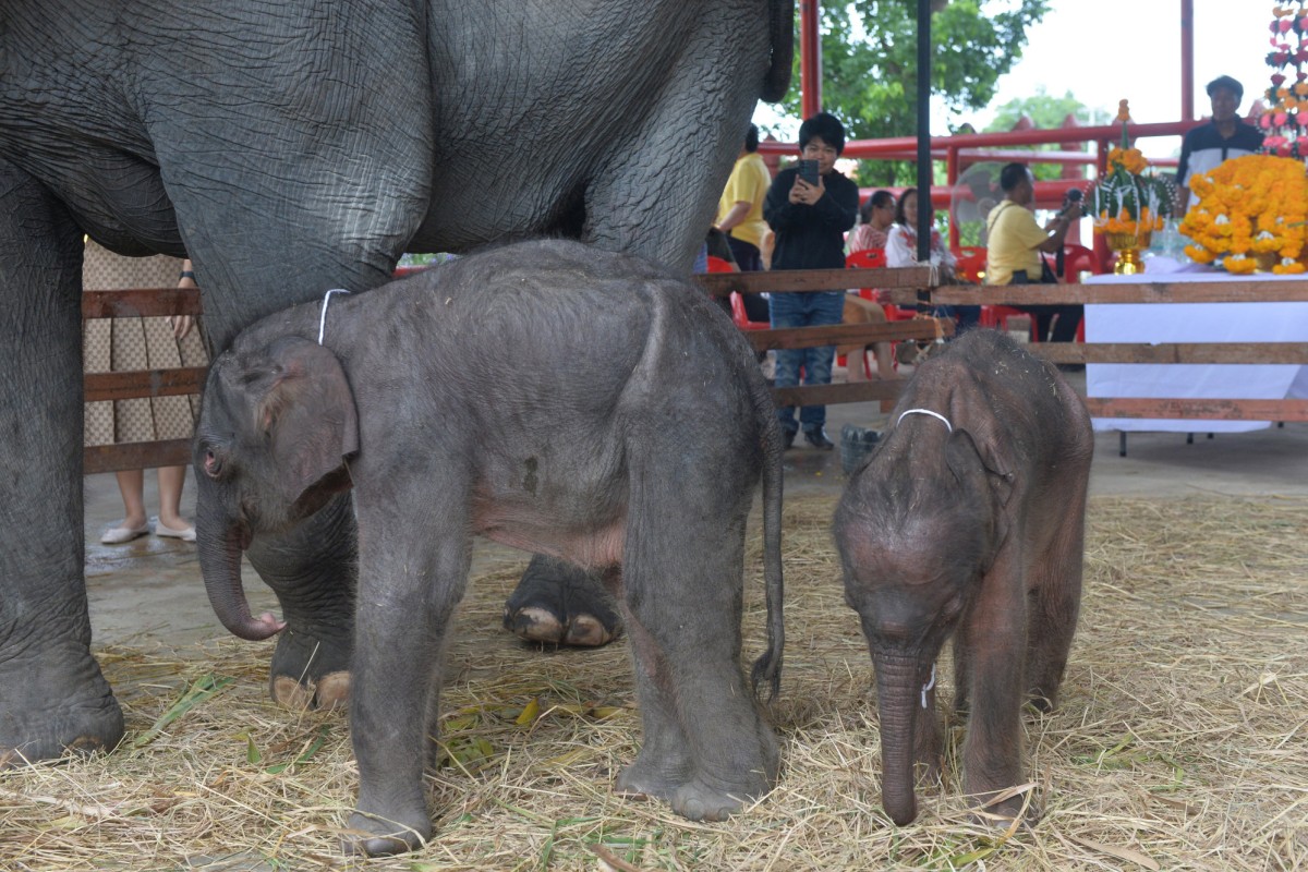 Dramatic birth for rare elephant twins born in Thailand - Young Post | South China Morning Post
