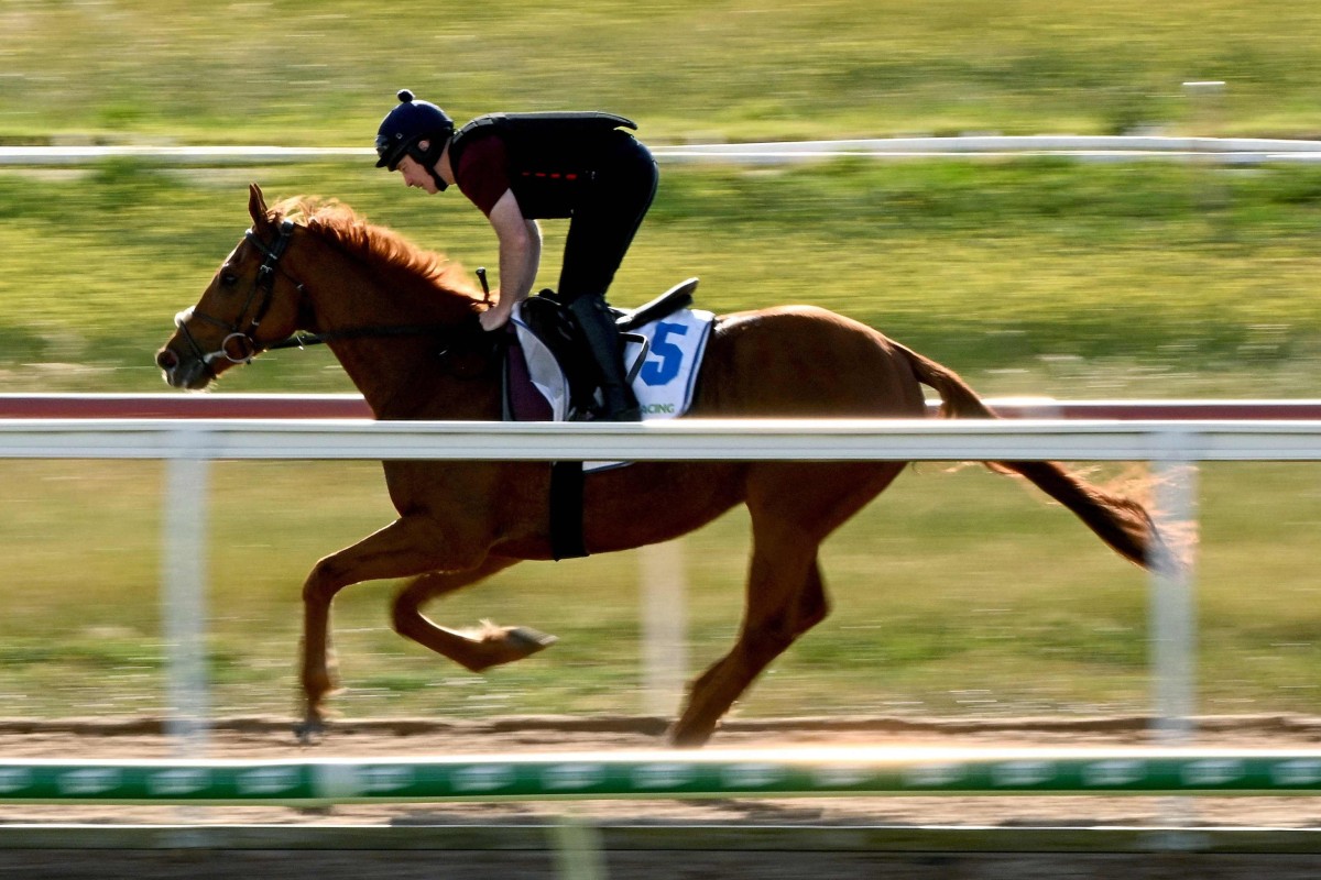 Vauban chases his Group One breakthrough on the flat in Thursday’s Gold Cup. Photo: AFP