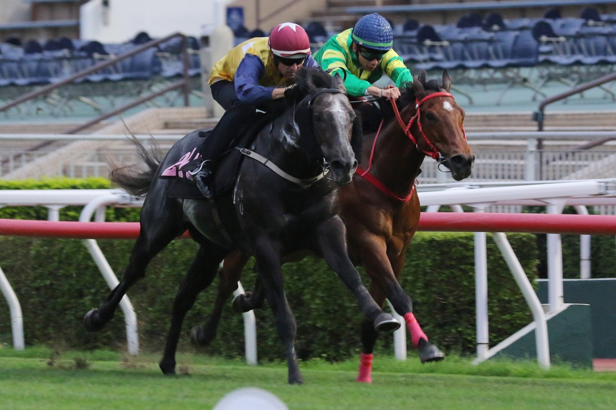 Little Brose (outside) wins a Sha Tin trial under Hugh Bowman in April. Photos: Kenneth Chan