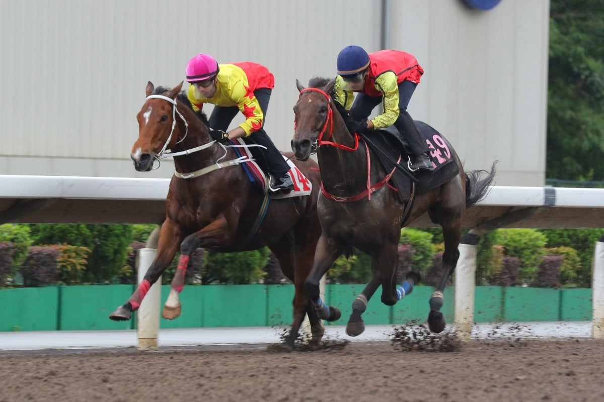 California Spangle looks to finish sparkling campaign on a high in ...