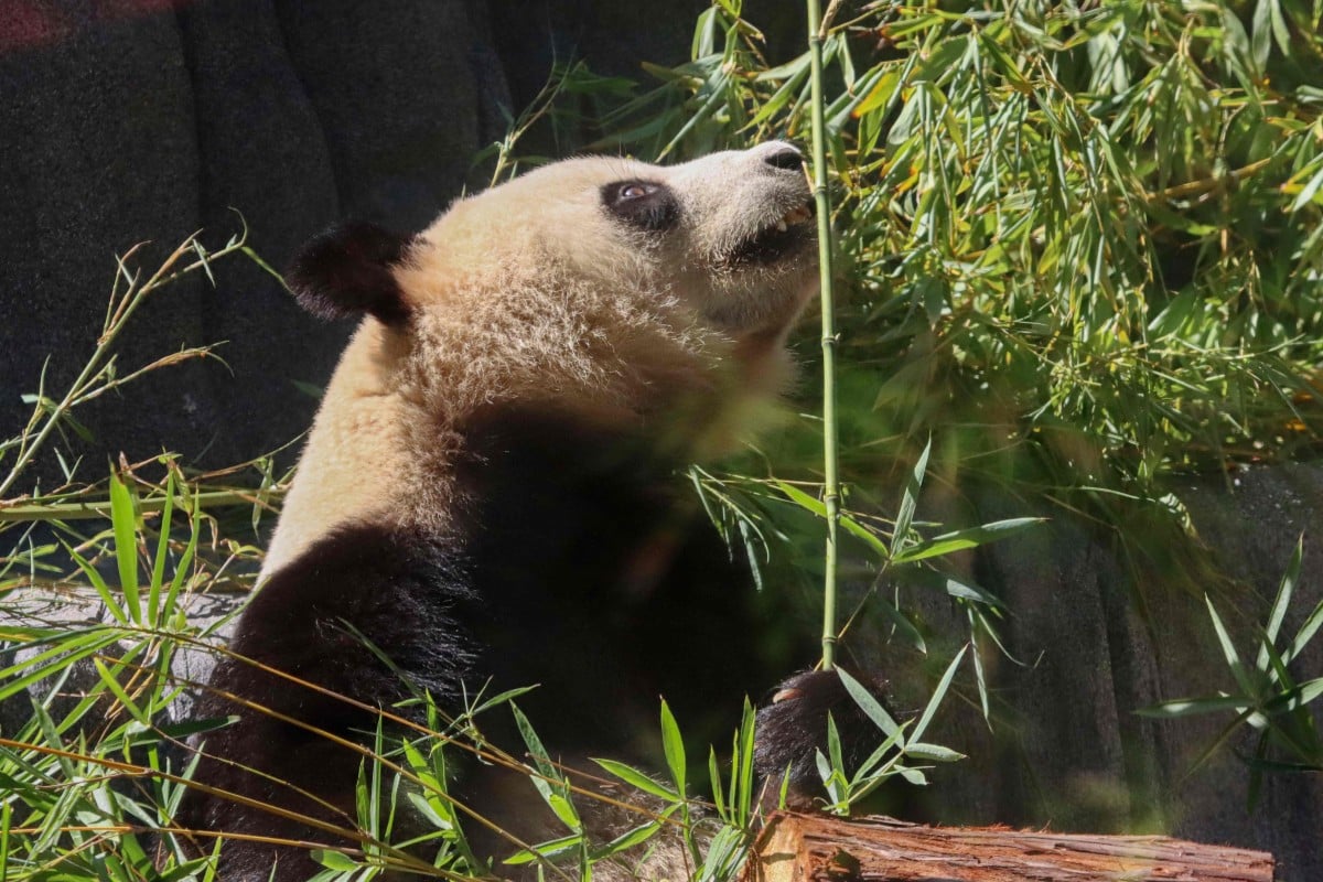 Well-preserved giant panda fossil discovered in northwest China. Photo: AFP