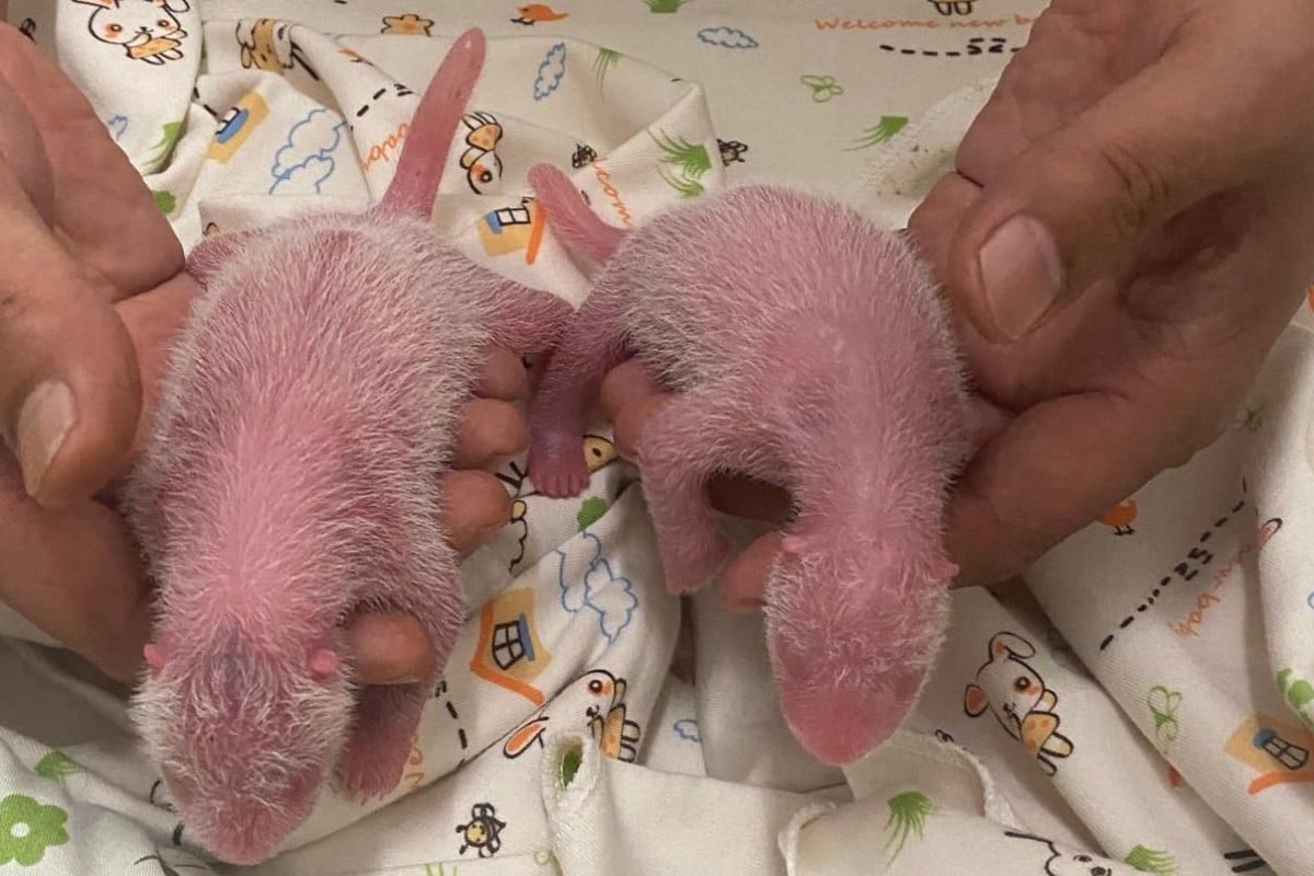 Giant panda Ying Ying gave birth to a pair of twins, a male and female, on Thursday morning, becoming the oldest giant panda to successfully reproduce for the first time. Photo: Ocean Park