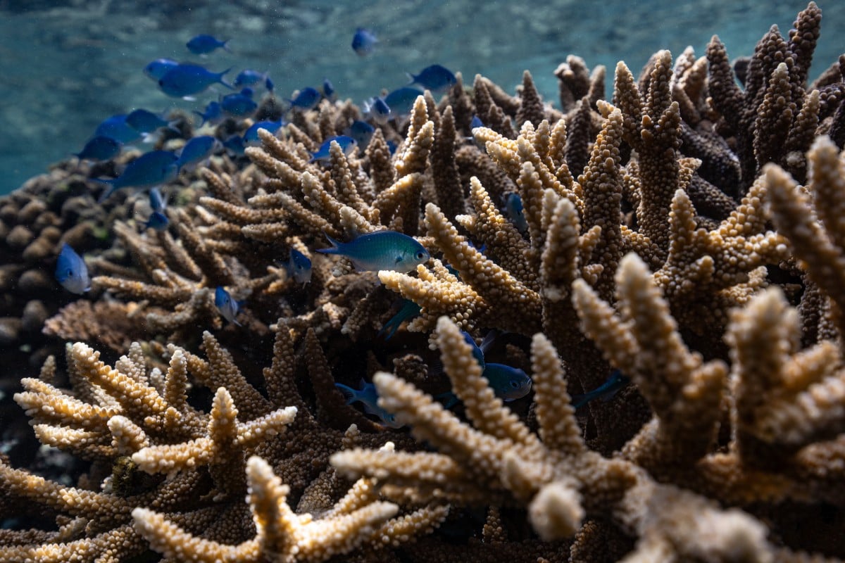 What does dying coral reef sound like? AI is developing an answer. Photo: Reuters