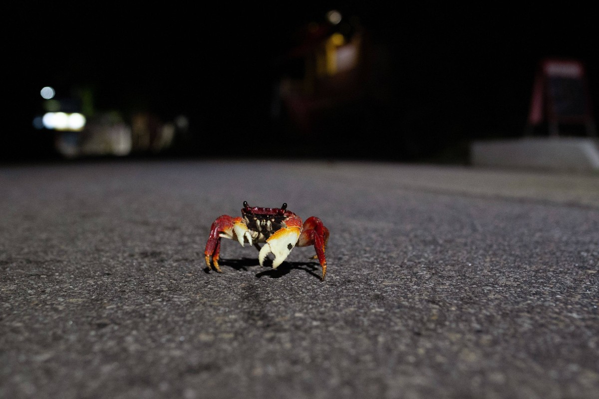 A computer scientist in Brazil has invented a solution where AI will be used to warn drivers of the presence of wild animals. Photo: AFP
