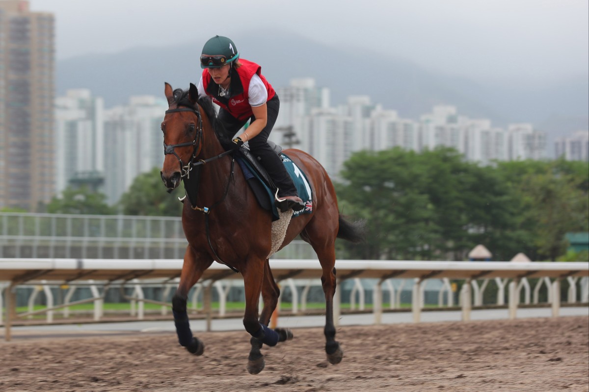 Dubai Honour gallops on the all weather track at Sha Tin in April. Photo: Kenneth Chan
