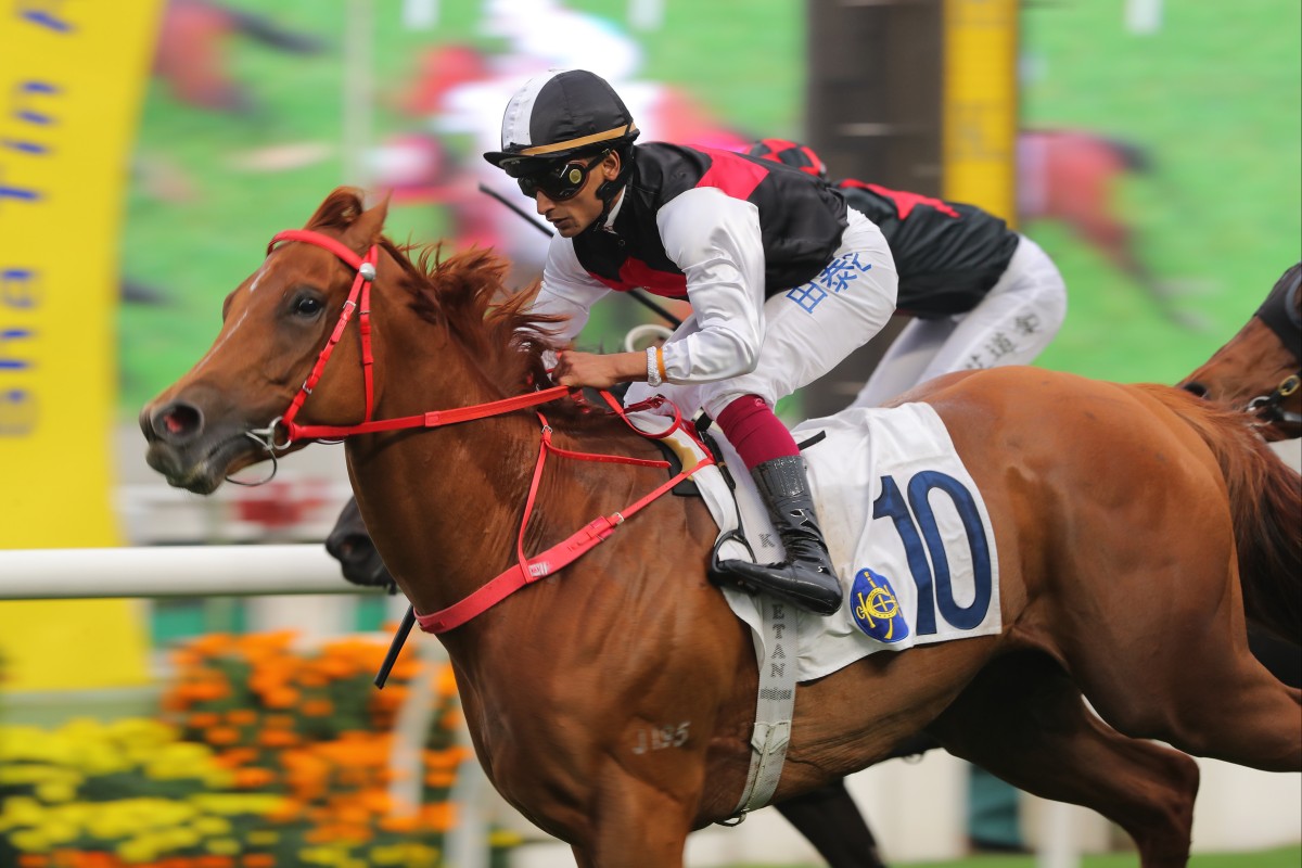 Young Champion wins impressively at Sha Tin in March. Photos: Kenneth Chan