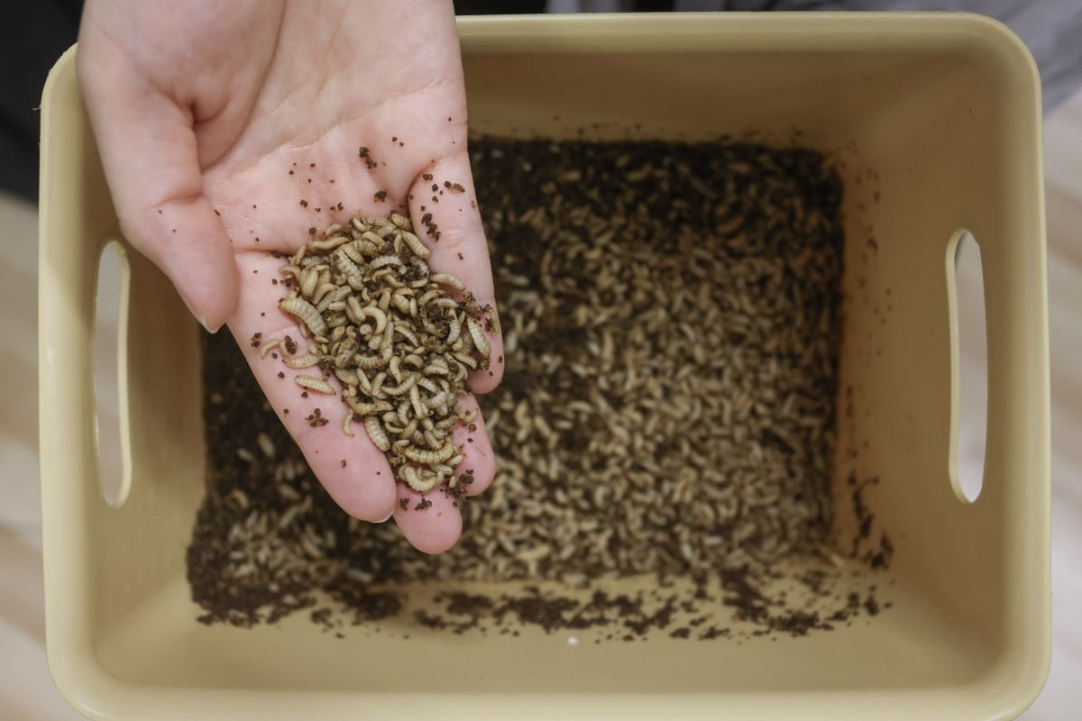 Rosie Chan holds the black soldier fly larvae that are responsible for eating organic waste. Photo: Jonathan Wong