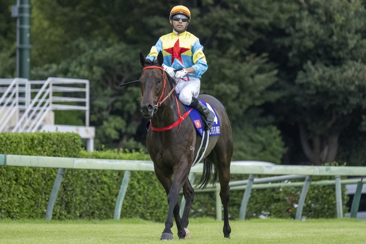 Victor The Winner before the start of the Sprinters Stakes at Nakayama racecourse with Joao Moreira on board. Photos: HKJC