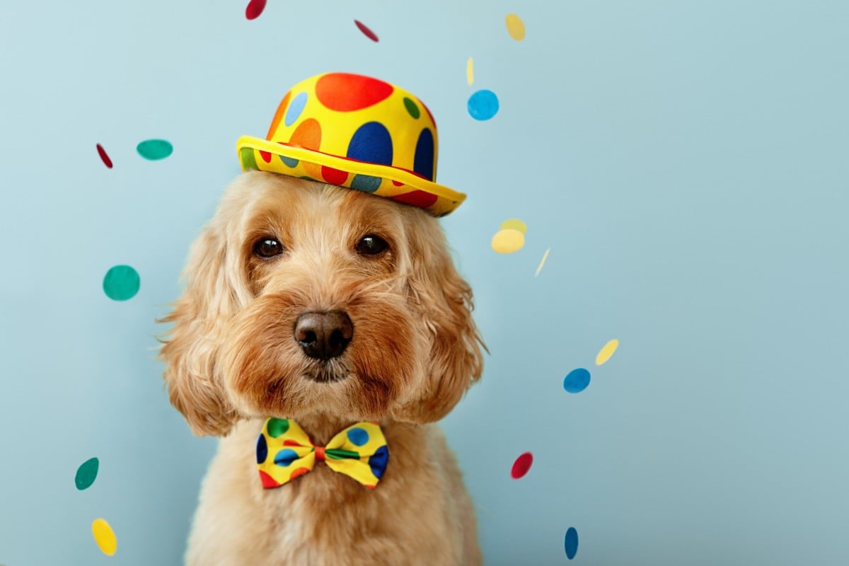 That’s a Sir Wigglebottom if there ever was one - he even has a bow tie! Photo: Shutterstock
