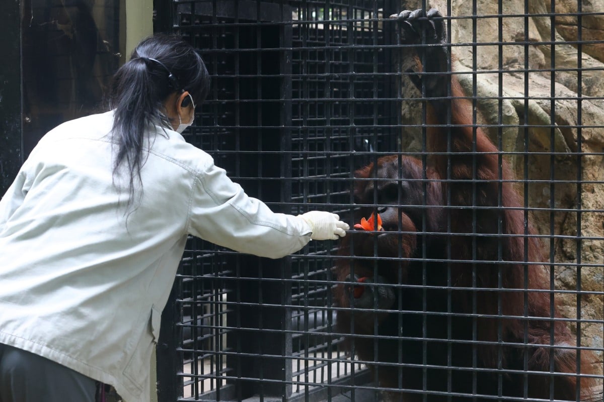 Eight animals have been found dead at a Hong Kong zoo. Photo: Dickson Lee