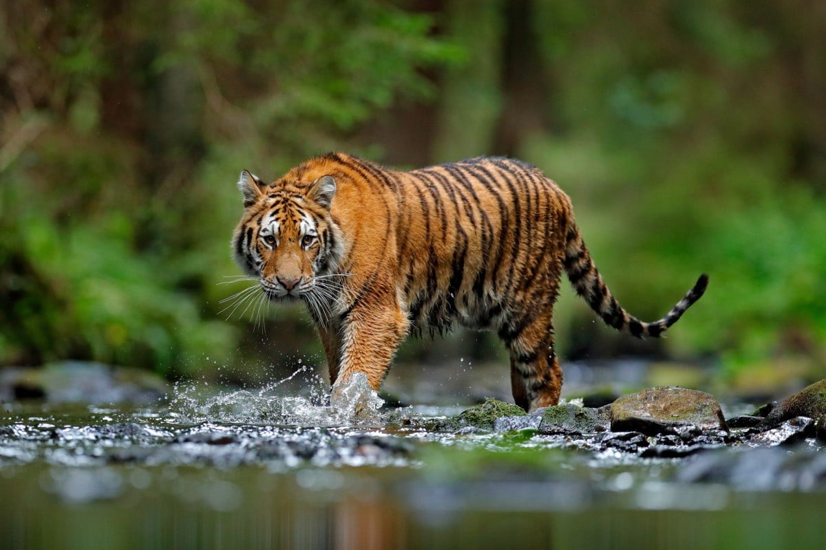 Why aren’t you saying anything? Cat got your tongue? Photo: Shutterstock