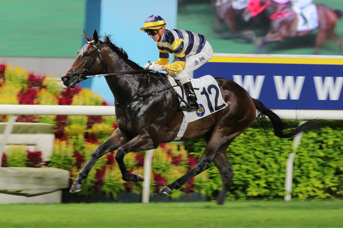 Packing Hermod looks to make it three from three at Sha Tin on Sunday. Photos: Kenneth Chan