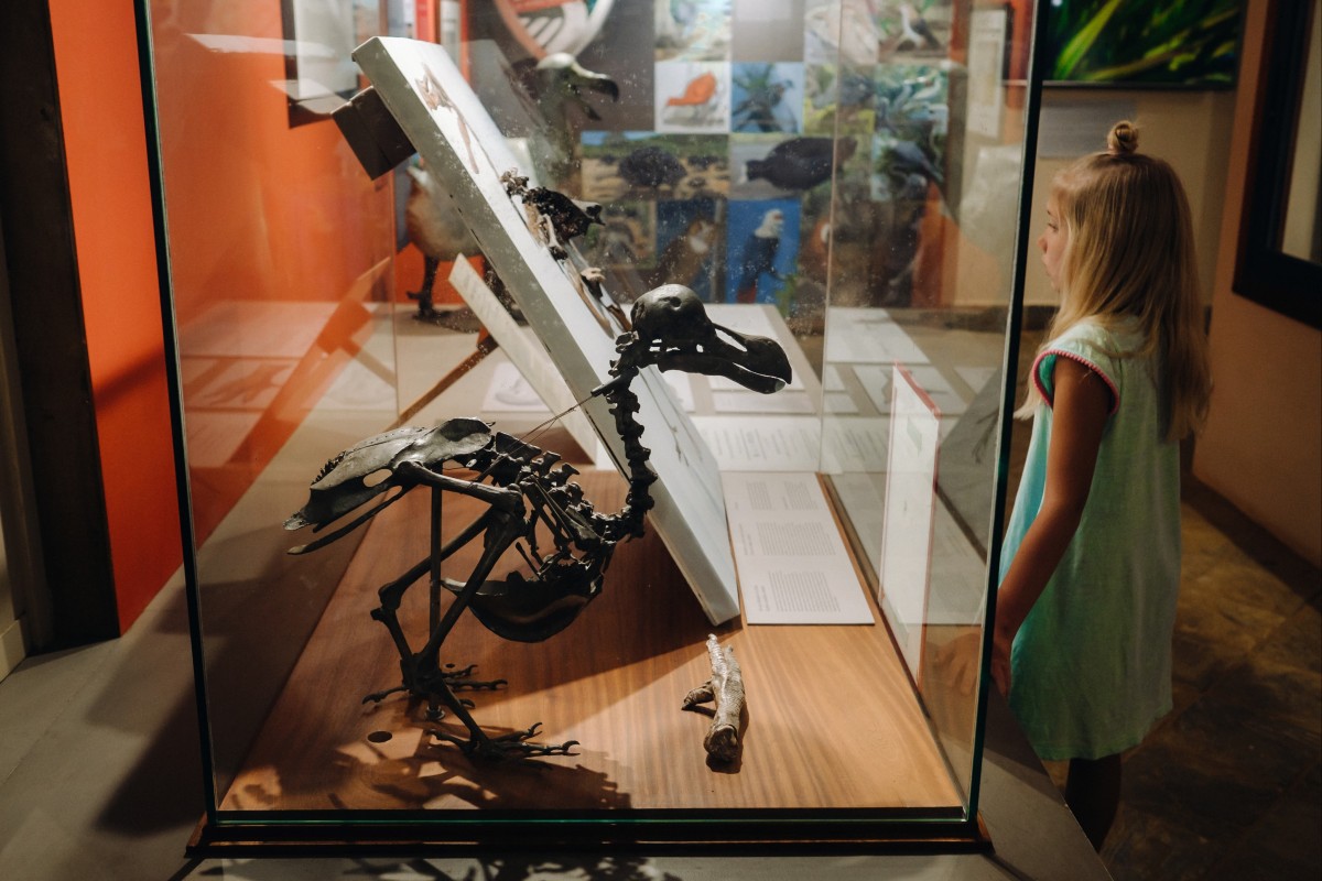 Dodo bird shows how humans cause animal extinction - Young Post | South ...