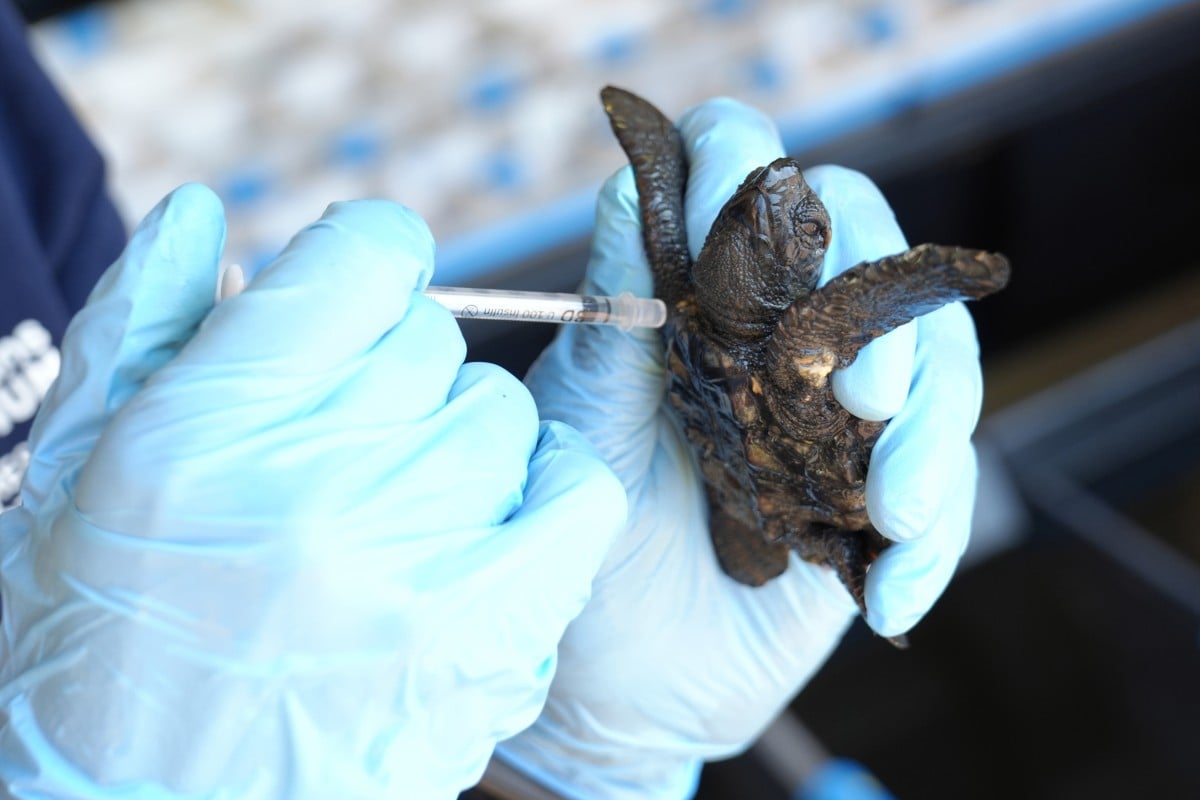 Sea turtle hatchlings are raised and then released back into the wild as part of a conservation effort for the endangered animal. Photo: AP