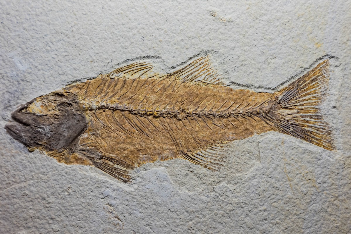 If you could fossilise one item to give humans in the future, what would it be? Photo: Shutterstock