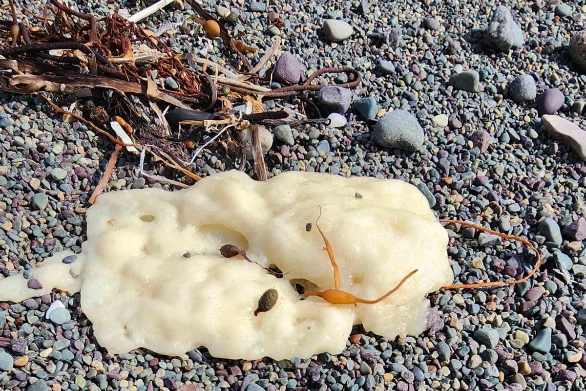 White globs washing up on beaches in a Canadian province have baffled scientists. Source: Facebook/Philip Grace