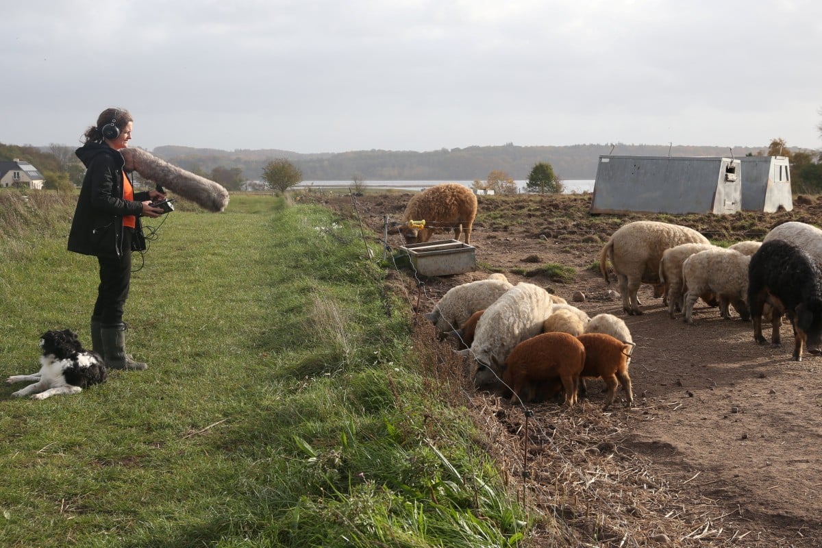 Elodie Mandel-Briefer, a behavioural biologist at the University of Copenhagen, demonstrates how she records pigs’ calls to analyse later on a farm in Denmark. Photo: Reuters
