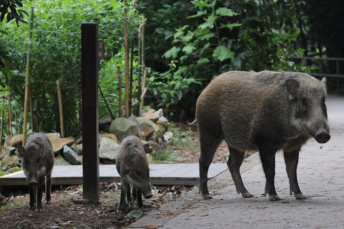 Wild boars are increasingly threatening people in cities in China, causing injuries and property damage. Photo: Jelly Tse