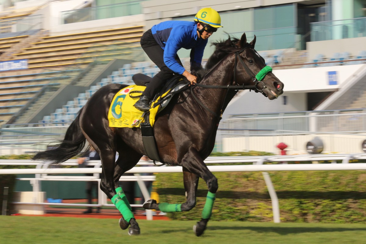 Hong Kong Sprint runner Lugal works on the turf at Sha Tin on Monday morning. Photos: Kenneth Chan