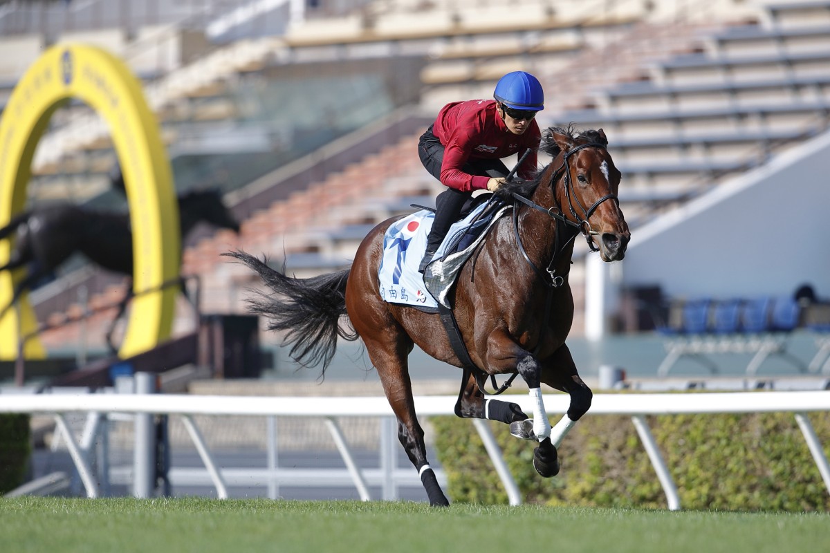 Liberty Island gallops on the Sha Tin turf under Yuga Kawada on Wednesday morning. Photos: Kenneth Chan