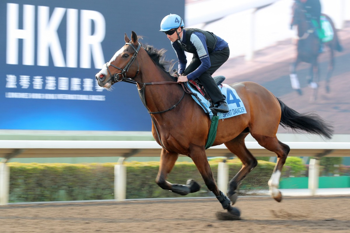 The Hong Kong Cup runner Spirit Dancer takes a gallop on the all weather track at Sha Tin. Photo: Kenneth Chan.